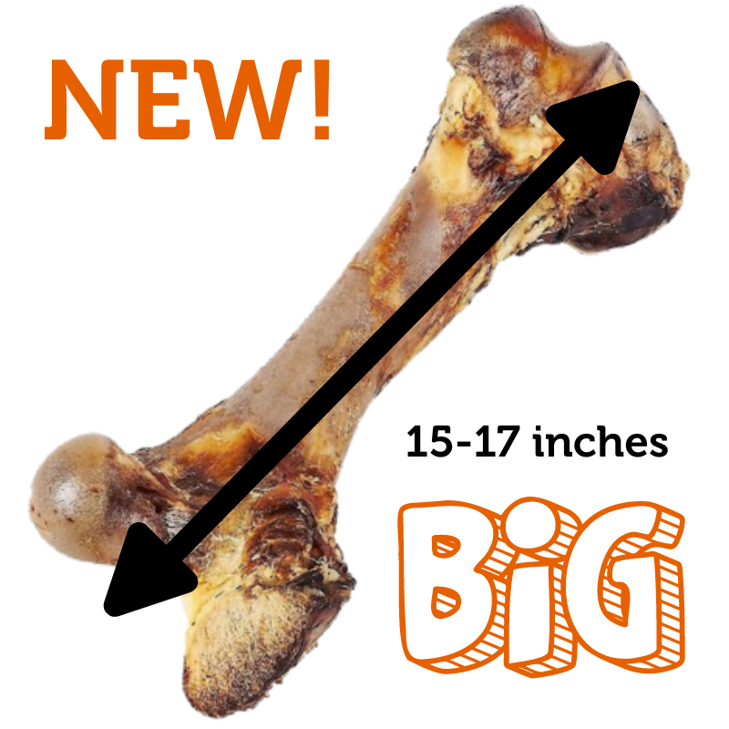 Monster Beef Femur Bone - Pet Wants Minneapolis - Fresh Local