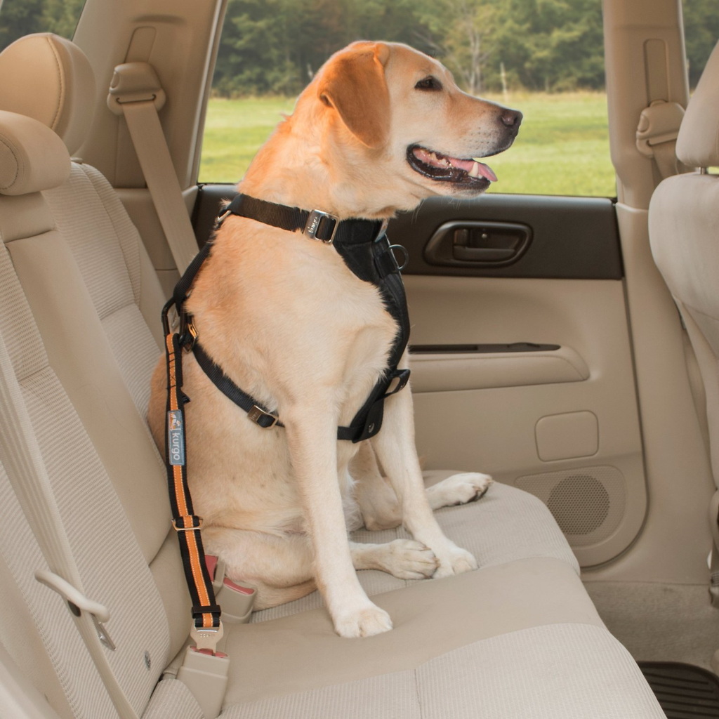 Kurgo Direct to Seat-Belt Tether with Carabiner - Black/Orange