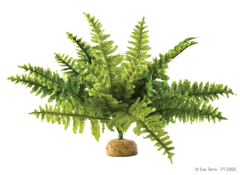 Exo Terra Rainforest Boston Fern Terrarium Plant, Medium