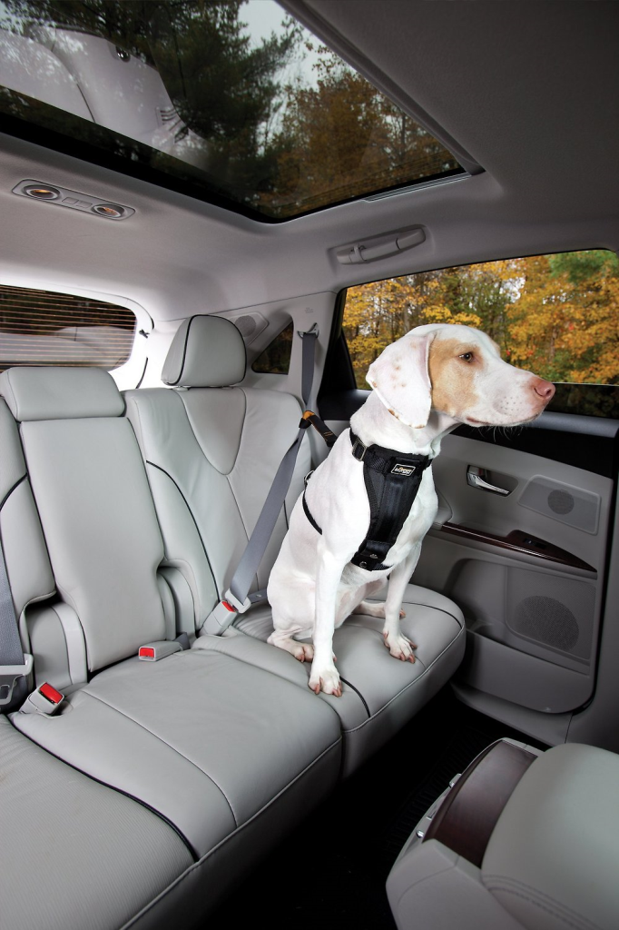 Kurgo Seat Belt Tether