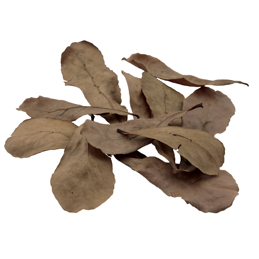 Betta Tropical Almond Leaves, 10-Pack