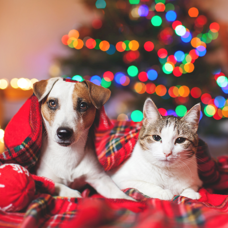 Holiday Promotions