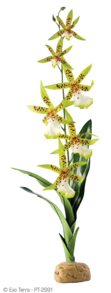 Exo Terra Spider Orchid Terrarium Plant