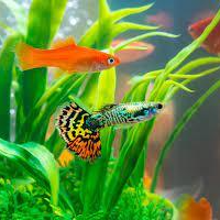 Live Fish Fresh Water - Bubbles n' Bows