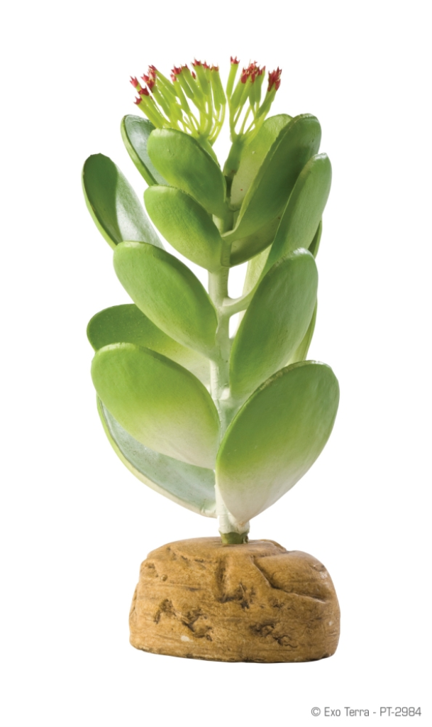 Exo Terra Jade Cactus Desert Terrarium Plant