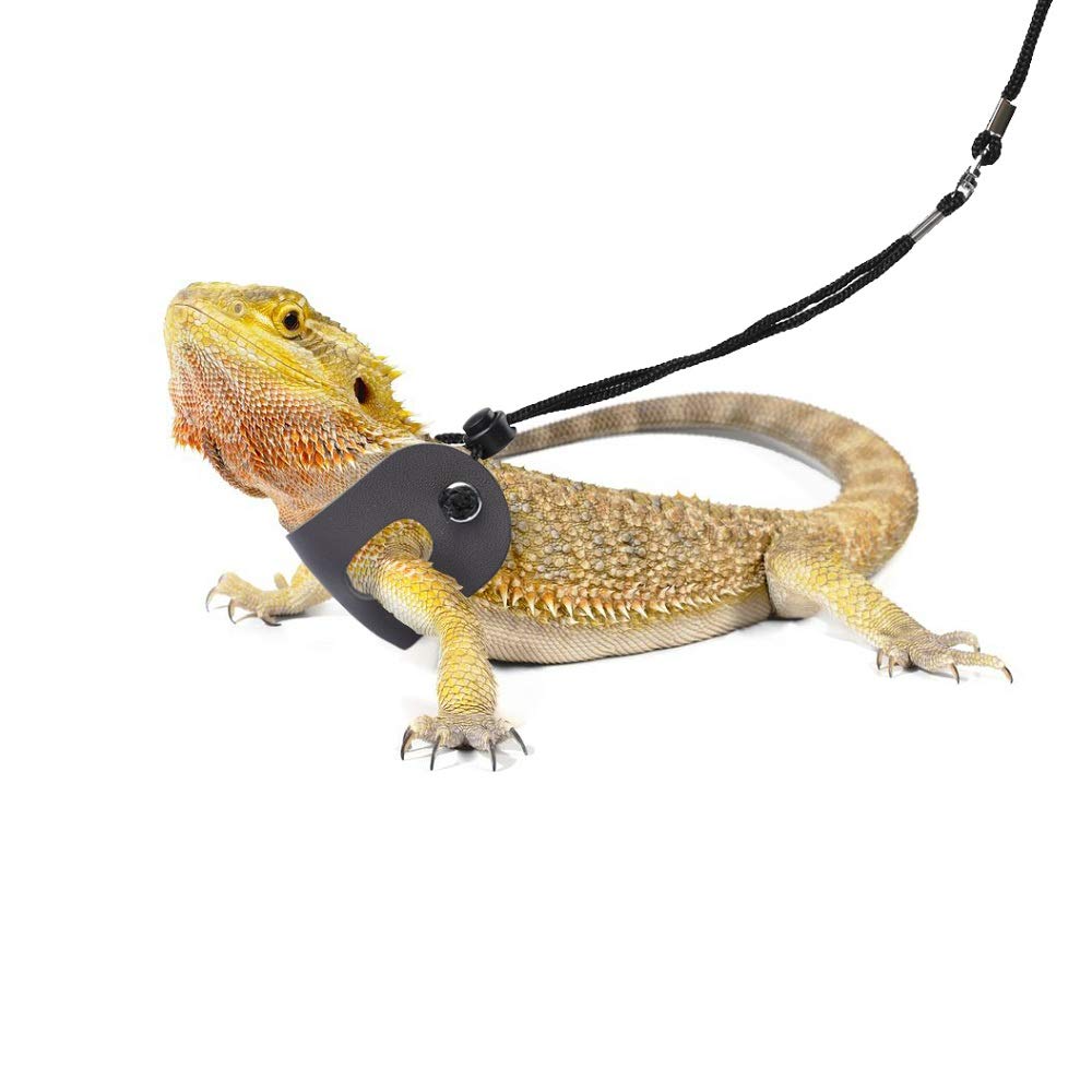 Leashes & Accessories