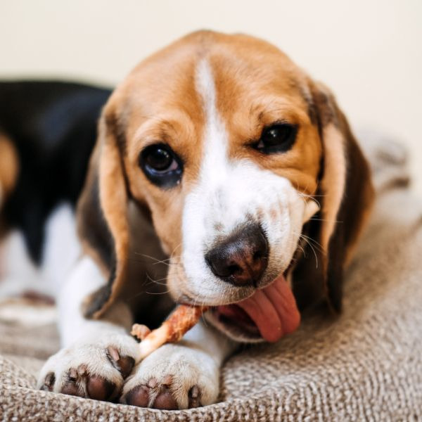 Dog Treats - Pet Wants Ft Thomas - Fresh Local Pet Food