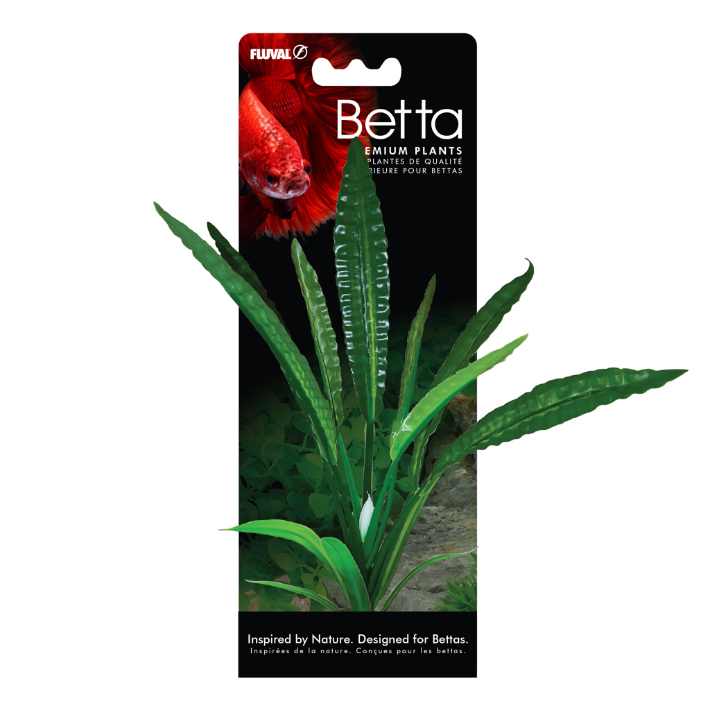 Betta Premium Water Trumpet Plant, 8 in / 20 cm