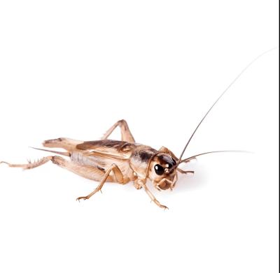 Live Crickets