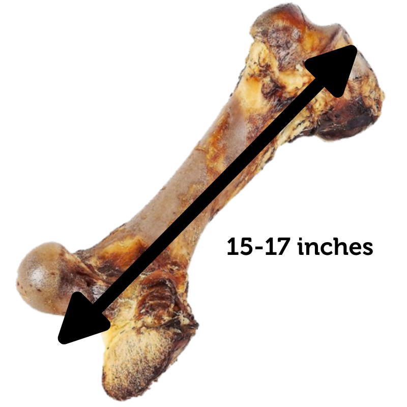 Monster Beef Femur Bone - Pet Wants Minneapolis - Fresh Local