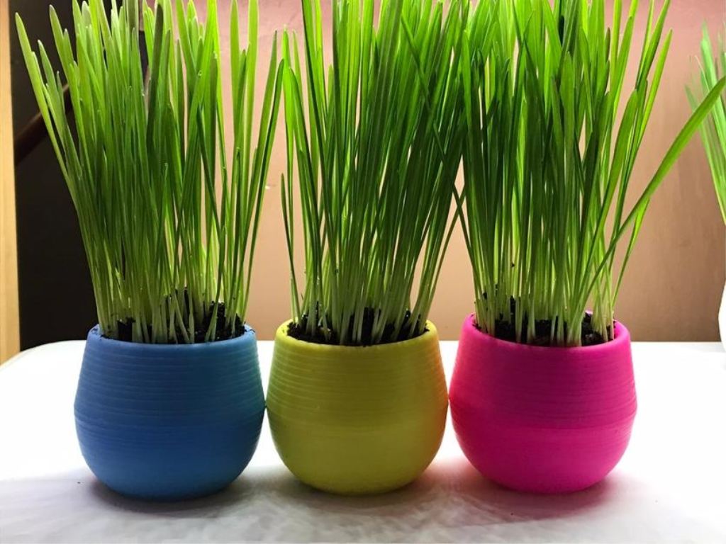 Mom’s Indoor Cat Grass for Cats, Assorted Colors