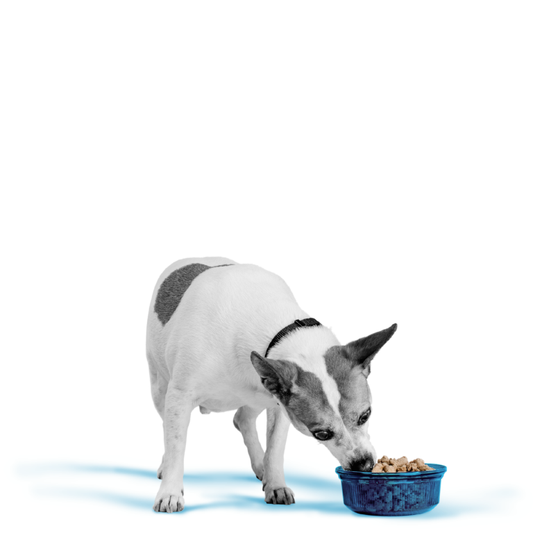 Bixbi -Rawbble Freeze-Dried Food/Treats for Dogs – Chicken & Salmon Recipe - 4.5oz
