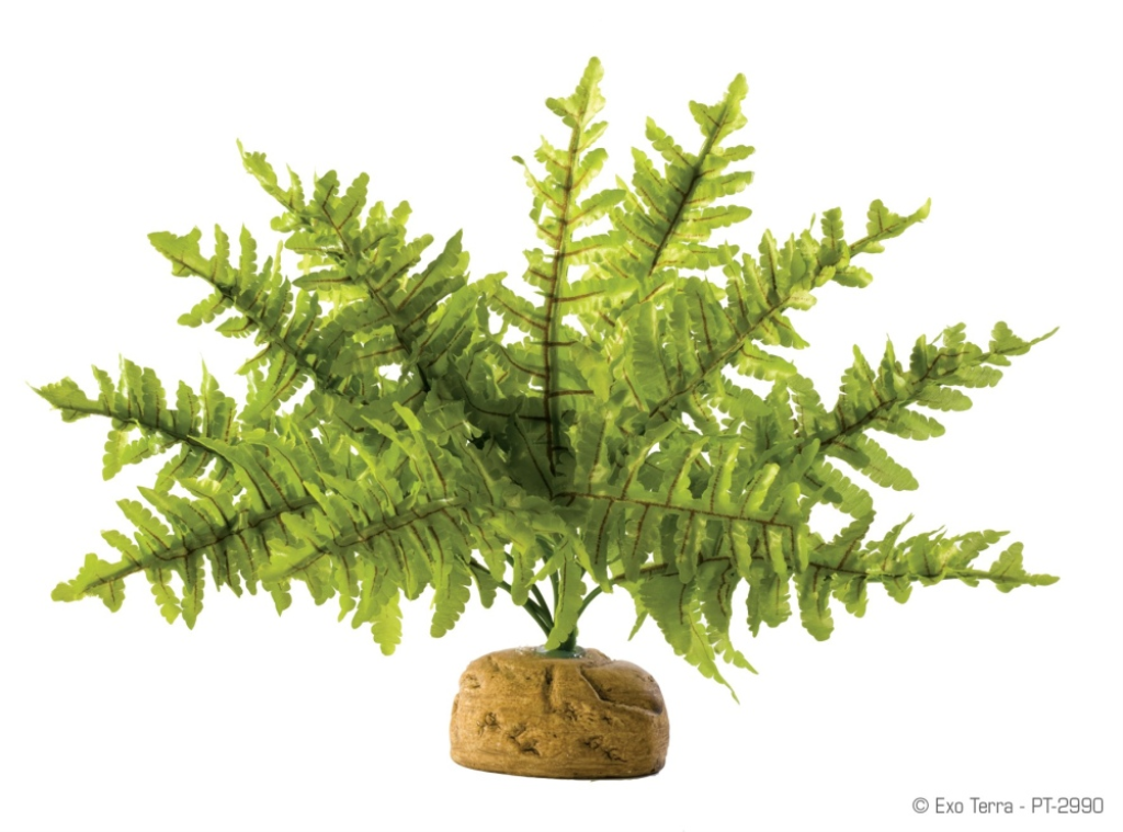 Exo Terra Rainforest Boston Fern Terrarium Plant, Small